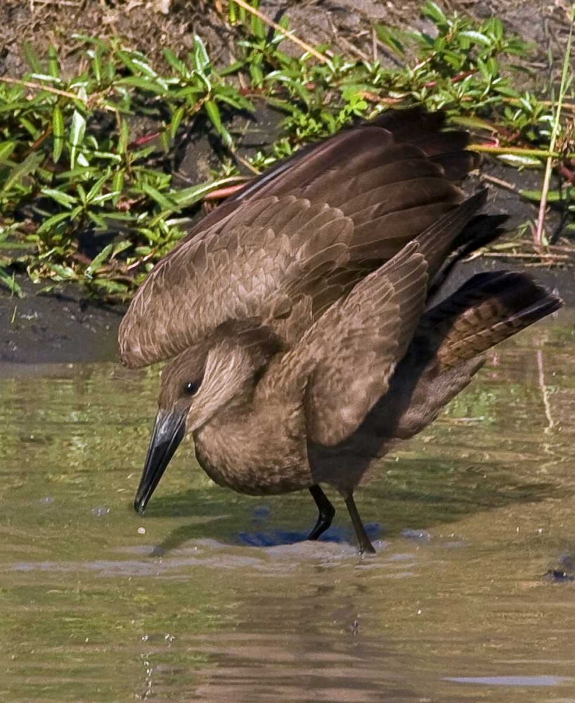 Kenya Hamerkop bird bathes in stream